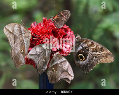 Wittenberg-Lutherstadt, Deutschland. 30. Oktober 2016. Eine Eule Schmetterling (R), drei Automedon riesige Eulen (l) und einem Nymphalidae (oben) sind auf der Alaris Schmetterlingspark in Wittenberg-Lutherstadt, Deutschland, 30. Oktober 2016 ersichtlich. Etwa 600 bunte Schmetterlinge und Catterpillars beginnen ihre Reise in die Wildlande-Erlebnis-Zoo in Emmen in den Niederlanden. Aufgrund der Winterpause im Park in Wittenberg werden die Tiere jetzt unterhalten die Besucher in den Niederlanden. Foto: WALTRAUD GRUBITZSCH/Dpa/Alamy Live News Stockfoto