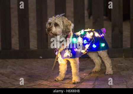 Tierhunde mit LED-Leuchten, beleuchtete, helle Lichter in Blackpool, Lancashire, Großbritannien, verwöhnter Pooch beim LumiDogs LightPool Festival. LumiDogs wurde erstmals 2014 inszeniert und war ´durch die´Pup 2016-Nachfrage wieder da. Hunde und ihre Besitzer erschienen in Kostümen, Material und Lichtern, wobei verkleidete Hunde als Einhorn, Ballerina, Balletttänzer, Cowboy oder Flugzeug auftraten. Pommern, Shih Tzu, Chihuahua, Terrier und Cockapoos haben sich mit LED's angestachelt, als diese Hunde-Sterne den St. Johns Square erleuchteten. Stockfoto