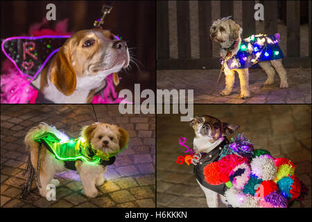 Tierhunde mit LED-Leuchten, beleuchtete, helle Lichter in Blackpool, Lancashire, Großbritannien, verwöhnter Pooch beim LumiDogs LightPool Festival. LumiDogs wurde erstmals 2014 inszeniert und war ´durch die´Pup 2016-Nachfrage wieder da. Hunde und ihre Besitzer erschienen in Kostümen, Material und Lichtern, wobei verkleidete Hunde als Einhorn, Ballerina, Balletttänzer, Cowboy oder Flugzeug auftraten. Pommern, Shih Tzu, Chihuahua, Terrier und Cockapoos haben sich mit LED's angestachelt, als diese Hunde-Sterne den St. Johns Square erleuchteten. Stockfoto
