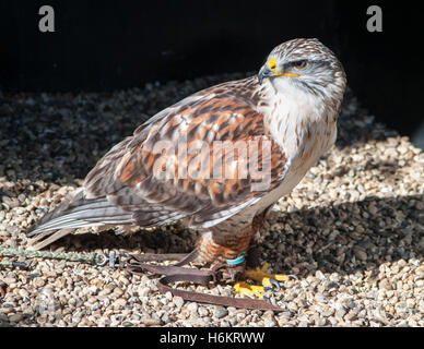 Captive eisenhaltige Bussard - Buteo Regalis - auf dem Boden Stockfoto