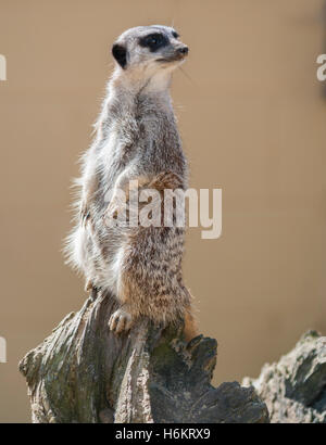 Erdmännchen - Suricata suricatta Stockfoto