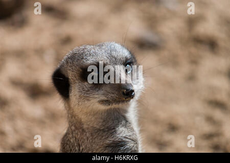 Erdmännchen - Suricata suricatta Stockfoto