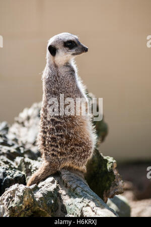 Erdmännchen - Suricata suricatta Stockfoto