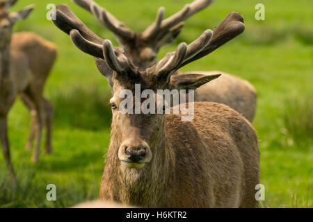Reh am im Wollaton park Stockfoto