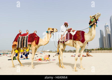 Kamele am Strand bietet Touristenfahrten in JBR Stadtteil von Dubai Vereinigte Arabische Emirate Stockfoto