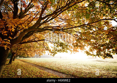 Super Herbst Blätter und Bäume mit einem nebligen Sonnenaufgang. Ein Pfad führt Sie in die Ferne Stockfoto