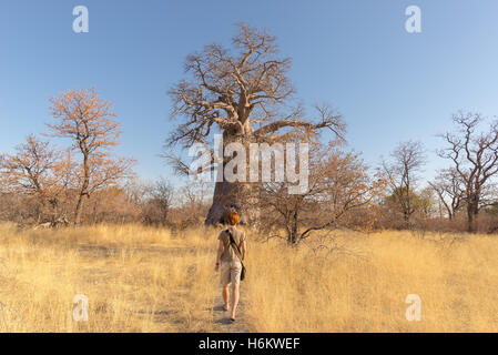 Touristen gehen in der afrikanischen Savanne in Richtung riesigen Baobab-Anlage und Acacia Bäume Grove. Klarer blauer Himmel. Abenteuer und explorat Stockfoto