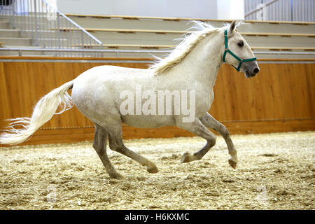 Reinrassiger Lipizzaner läuft alleine leer Reithalle. Junge reinrassige Lipizzaner Rasse Pferd Galopp allein Stockfoto