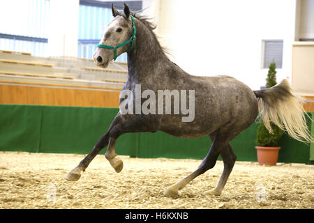 Lipizzaner Pferdeausbildung in leere Reithalle. Schauen Sie sich meine anderen Pferd Fotos bitte Stockfoto