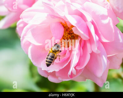 Biene bestäubende Rose Stockfoto