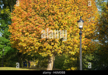 Familien stehen unter Baum betrachten Sie atemberaubend schönen leuchtende Herbstfarben Stockfoto