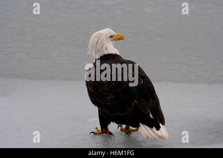 Weißkopfseeadler steht, drehen den Kopf auf dem gefrorenen Chilkat River in Haines, Alaska, USA. Stockfoto