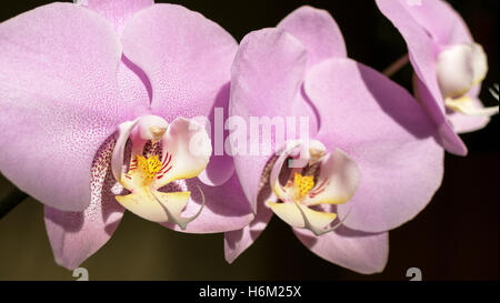 Rosa Orchideen auf einem dunklen Hintergrund. Stockfoto