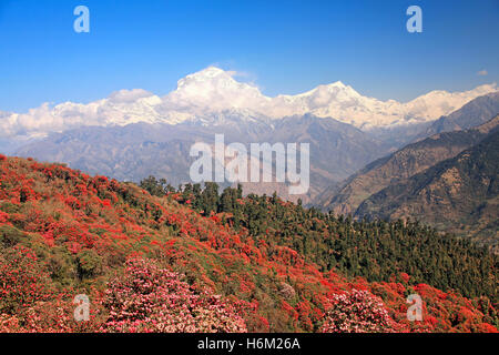 Größe der Natur. Blühenden Rhododendronhain auf dem Hintergrund des Schnees Gipfel der Dhaulagiri (8167 m) im Himalaya, Nepal. Stockfoto