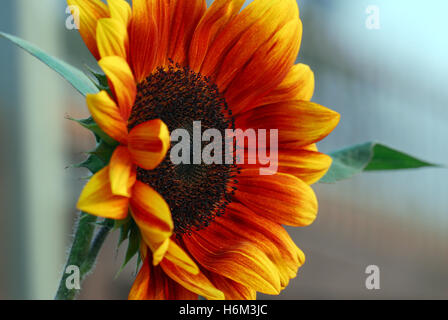 Pflanzen Blumen Stockfoto