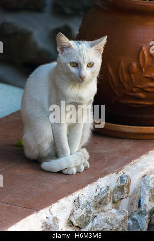 Verwilderte bar Katze in Griechenland, Blick in die Kamera ruhig weiß Stockfoto