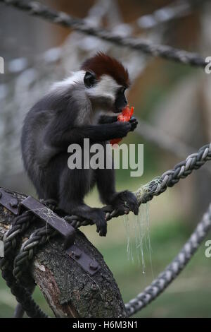 Säugetiere Stockfoto