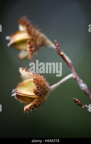 Pflanzen Blumen Stockfoto