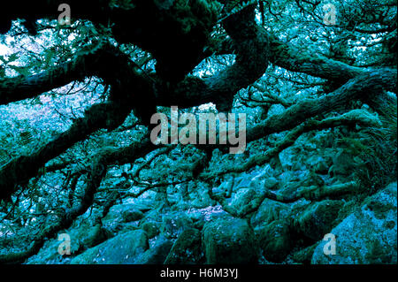Gruselige Wald Hintergrund mit knorrigen und moosbedeckten Baumstämme und Felsen Stockfoto