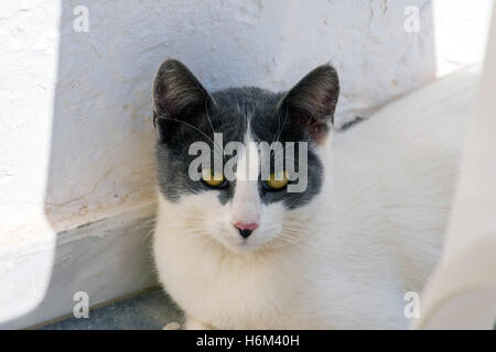 Grau und weiß wilde bar Katze in Griechenland, Blick in die Kamera Stockfoto