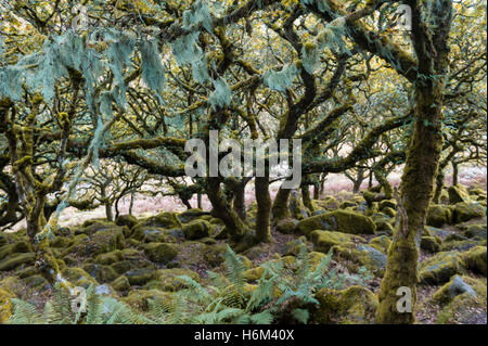 Gruselige Wald Hintergrund mit knorrigen und moosbedeckten Baumstämme und Felsen Stockfoto