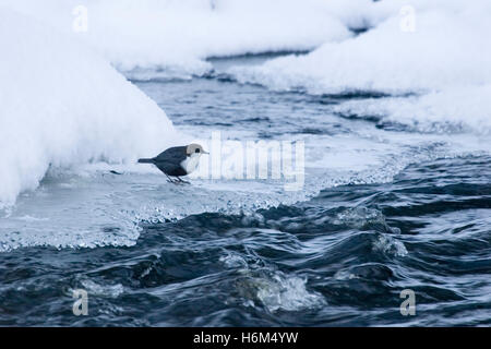 Cinclus Cinclus, throated weiß Dipper, Finnland Stockfoto