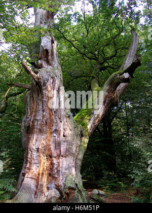 Morscher Baum Stockfoto