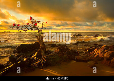 Unterwasser-Welt Stockfoto