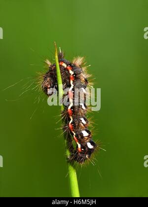 Insekten Spinnen Stockfoto