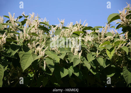 Knöterich Stockfoto