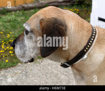 Seitenprofil älteren Dogge Hund Stockfoto