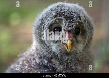 Vögel Stockfoto