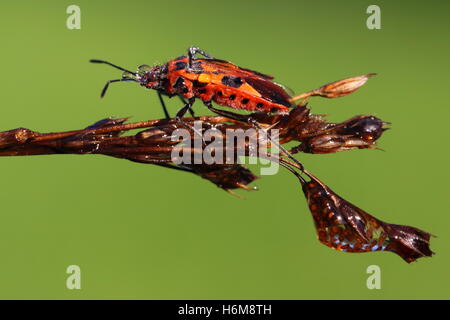 Zimt-Bug Stockfoto