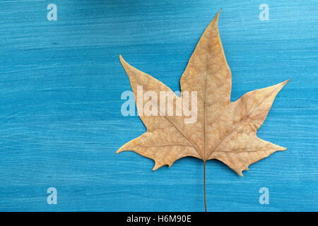 Welkes Blatt auf blauem Hintergrund aus Holz. Herbst kommt Stockfoto