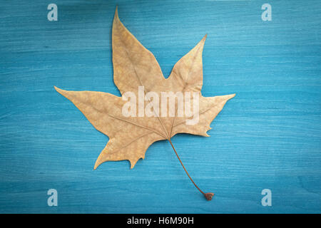 Welkes Blatt auf blauem Hintergrund aus Holz. Herbst kommt Stockfoto