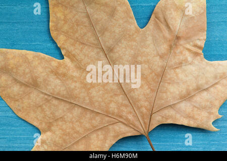 Welkes Blatt auf blauem Hintergrund aus Holz. Herbst kommt Stockfoto