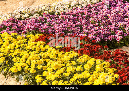 Herbst Chrysantheme Ausstellung in Kiew, Ukraine, 2016. Stockfoto