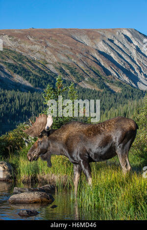 Stier, Elch (Alces Alces) Nahrungssuche im Teich, Indian Peaks Wilderness, Rocky Mountains, Colorado, USA Stockfoto