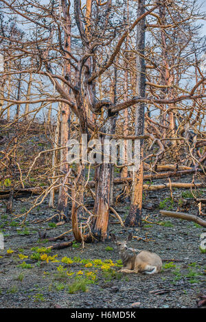 Maultierhirsche Doe (Odocoileus Hemionus) im verbrannten Wald Reste, Reynolds Creek Feuer, 2016, Glacier National Park, Montana USA Stockfoto