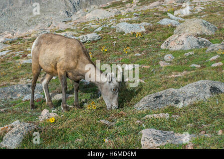 Bighorn Schafe (Ovis Canadensis) Ewe, Essen Alpenpflanzen, Mount Evans Wilderness Area, Rocky Mountains, Colorado USA Stockfoto