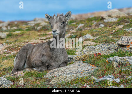 Bighorn Schafe (Ovis Canadensis) Lamm ruht auf alpine Tundra, Mount Evans Wilderness Area, Rocky Mountains, Colorado USA Stockfoto