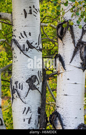 Beben Aspen Tree trunks (Populus tremuloides) mit Bear Claw Markierungen in der Rinde, Sun River Canyon, Rocky Mountains, Montana USA Stockfoto