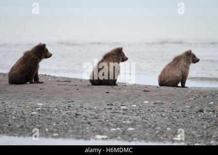 Drei Küsten Braunbär Jungen beobachten ihre Mutter Fische im Lake Clark National Preserve Stockfoto