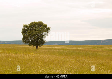 Eiche Halligen, Ilex in einem mediterranen Wald. Landschaft in der Extremadura Zentrum von Spanien Stockfoto