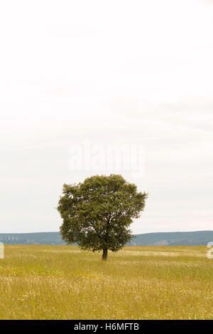 Eiche Halligen, Ilex in einem mediterranen Wald. Landschaft in der Extremadura Zentrum von Spanien Stockfoto