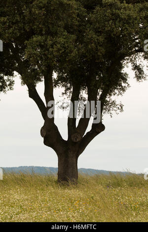 Eiche Halligen, Ilex in einem mediterranen Wald. Landschaft in der Extremadura Zentrum von Spanien Stockfoto