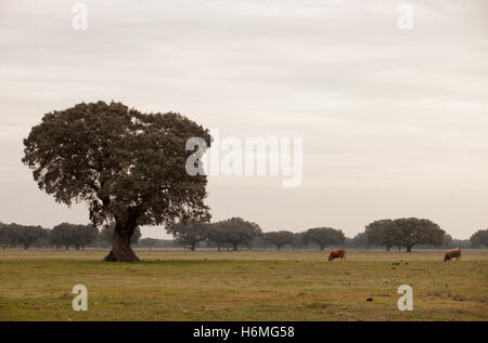 Eiche Halligen, Ilex in einem mediterranen Wald. Landschaft in der Extremadura Zentrum von Spanien Stockfoto