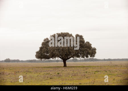 Eiche Halligen, Ilex in einem mediterranen Wald. Landschaft in der Extremadura Zentrum von Spanien Stockfoto