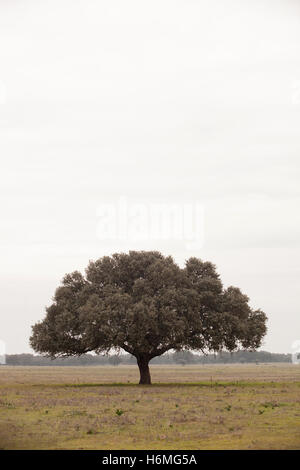 Eiche Halligen, Ilex in einem mediterranen Wald. Landschaft in der Extremadura Zentrum von Spanien Stockfoto