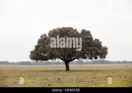 Eiche Halligen, Ilex in einem mediterranen Wald. Landschaft in der Extremadura Zentrum von Spanien Stockfoto